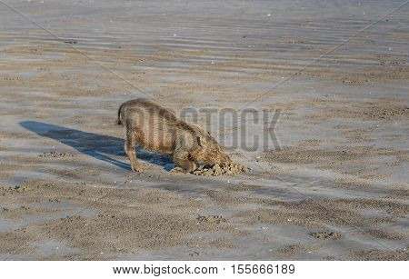 Bornean Bearded Pigs On Beach