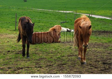 brown iceland horses standing on the pasture and green medow