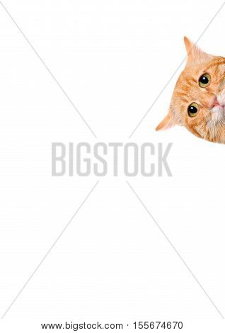 Cat over blank posterboard, you add the message. Isolated on the white.