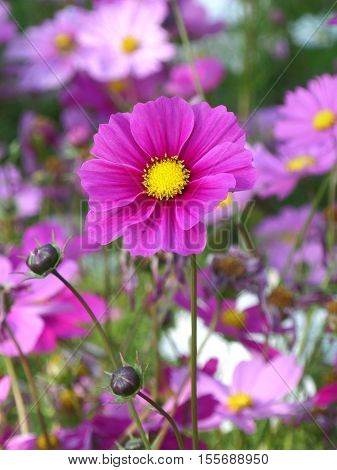 Close-up of blooming vivid pink Mexican Aster flowers in the flowers field, vertical picture