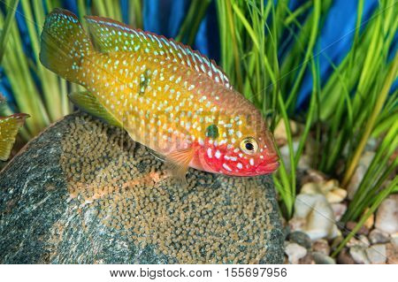 Portrait Of Cichlid Fish (hemichromis Sp.) In Aquarium