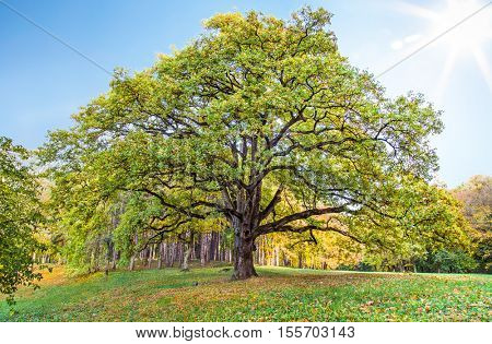 Old lonely oak tree in the park against the blue sky with sun in Serbia.
