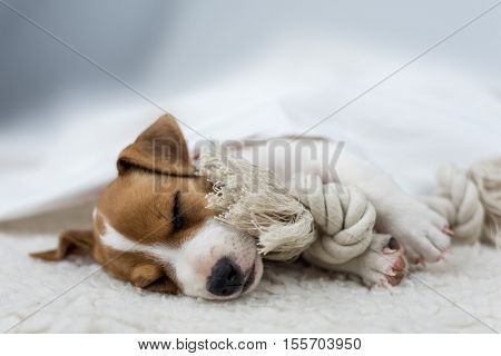 jack russel puppy on white carpet