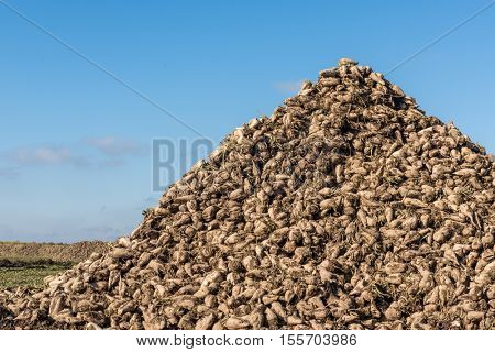 sugar beet heap on autumn field
