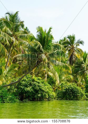 Jungle Of The Kerala Backwaters, Chain Of Lagoons And Lakes