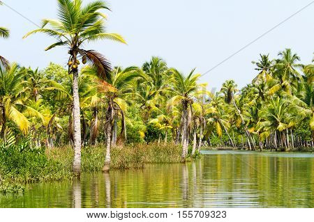 Jungle of Kerala backwaters - a chain of brackish lagoons and lakes lying parallel to the Arabian Sea coast in Kerala southern India