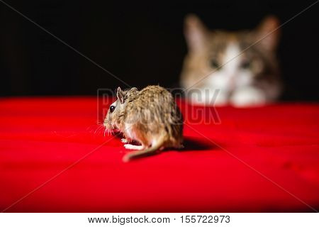 Gerbil mouse and dangerous cat on bokeh background.