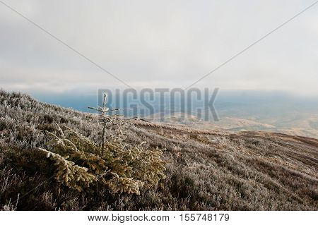 Small New Year Treee At Frozen Hill On Carpathian Mountains
