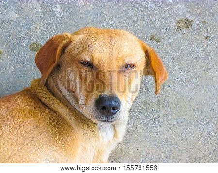 Indian Pariah Dog Looking At The Camera -relaxed Mood.