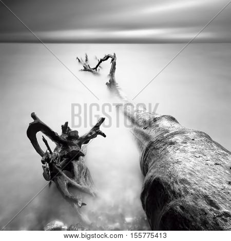 The Baltic Sea Coast With Old Tree In Sassnitz On The Island Ruegen During Rainy Day, Northern Germa