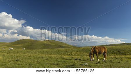 Beautiful brown horse in poses under a cloudy sky