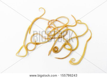 Helminthiasis Toxocara canis (also known as dog roundworm) or parasitic worms from little dog on white background Pet health care concept