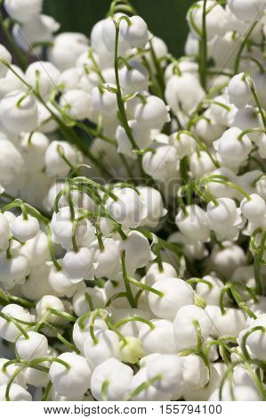 Photographed Close-up White Flowers Lily Of The Valley Growing In The Forest In Springtime