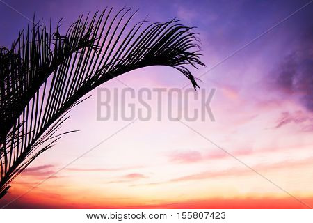 Silhouette coconut leaf on peaceful landscape sunset. Colorful pink blur glowing bokeh blue sky. Soft focus open view nature. Orange purple gradient background. Sunbeam summer rays light sandy beach.