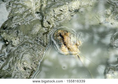 Mudskipper Or Amphibious Fish