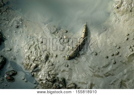 Mudskipper Or Amphibious Fish