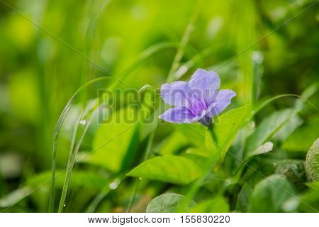 Purple Flowers