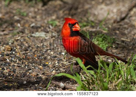 Beautiful Male Cardinal roaming the ground looking for seeds.