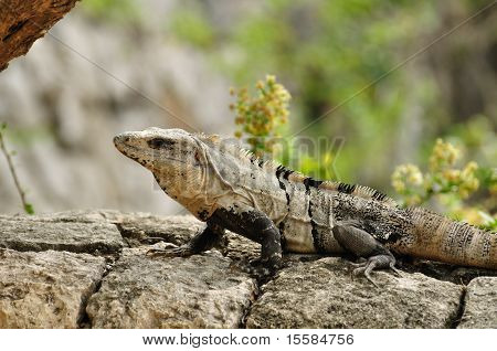 Iguana