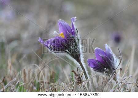 Purple pasque flowers in springtime / Hairy fuzzy pasque-flowers in soft purple pastel colors in springtime