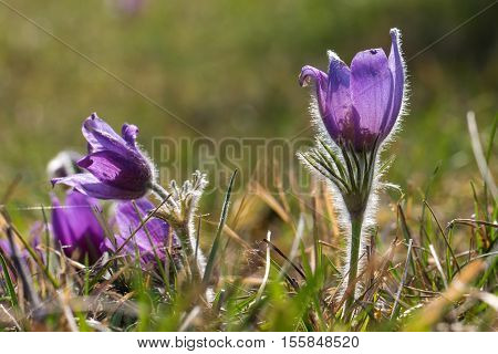 Purple pasque flowers in springtime / Hairy fuzzy pasque-flowers in soft purple pastel colors in springtime