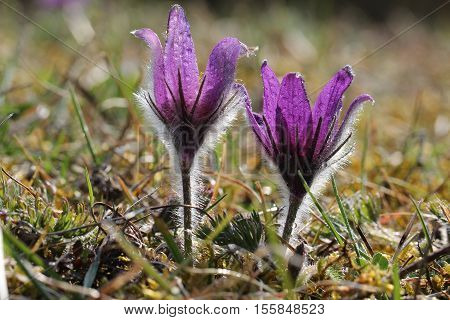 Purple pasque flowers in springtime / Hairy fuzzy pasque-flowers in soft purple pastel colors in springtime