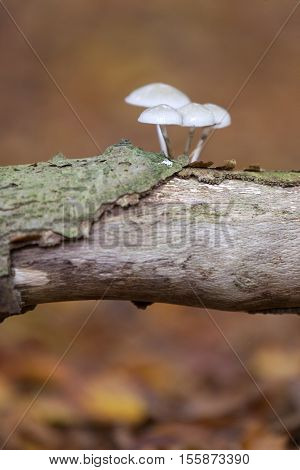 pordelain mushrooms on old beech trunk with peeling bark on forest floor