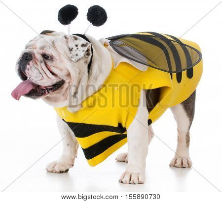 bulldog wearing bee costume on white background