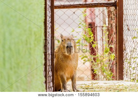 Gray Capybara (hydrochoerus hydrochaeris)  at zoo thailand