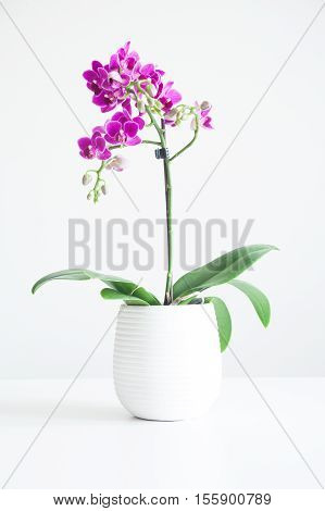 purple orchid on white vase, white background