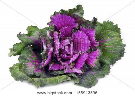 kale cabbage button hole isolated on white