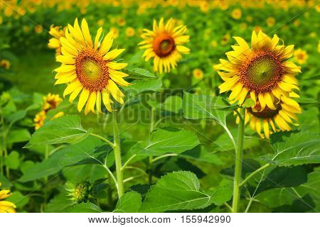 A lot of sunflower in wide garden