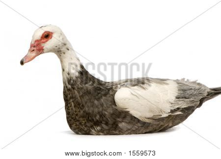 Moschusente Cairina moschata