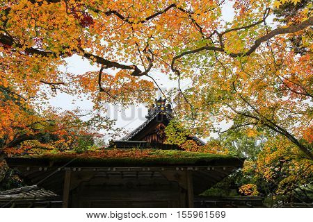 Colorful nature inside Kotoin temple, Kyoto Japan during autumn period