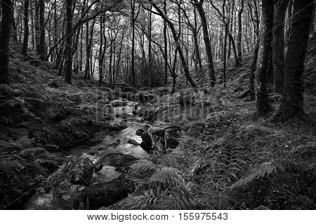 An image capturing Venford Brook in Black and White shot on Dartmoor, Devon, England, UK.