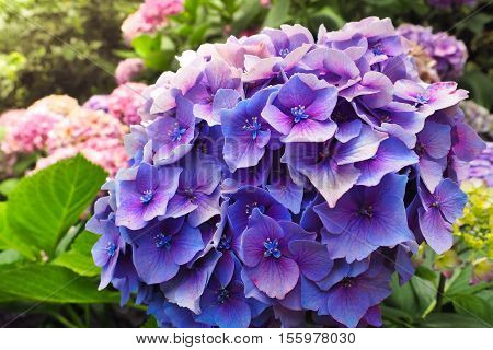 Closeup view of the beautiful purple flowers of Hydrangea macrophylla or Hortensia in the garden.