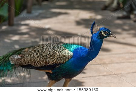A nie peacock in its natural environment
