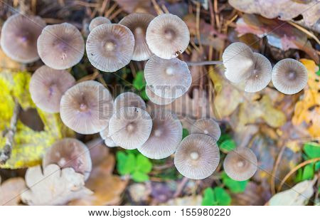Macro Of Small Uneatable Mushrooms Growing In Autumn Forest