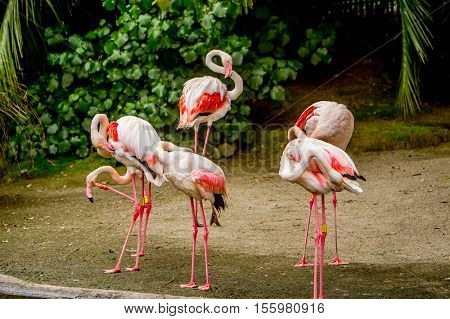 Flamingo Awesome flamingo outdoor shot. Animal shot capturing flamingo.