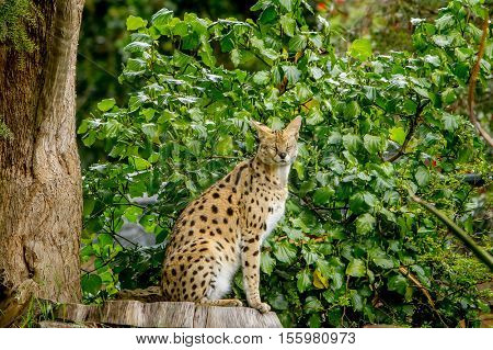 Serval cat (Felis serval) in the natural environment