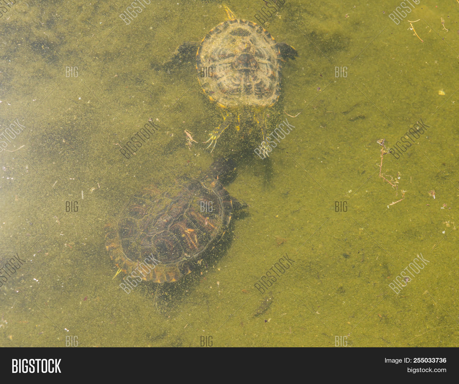 Water Turtle Dirty Image & Photo (Free Trial) Bigstock