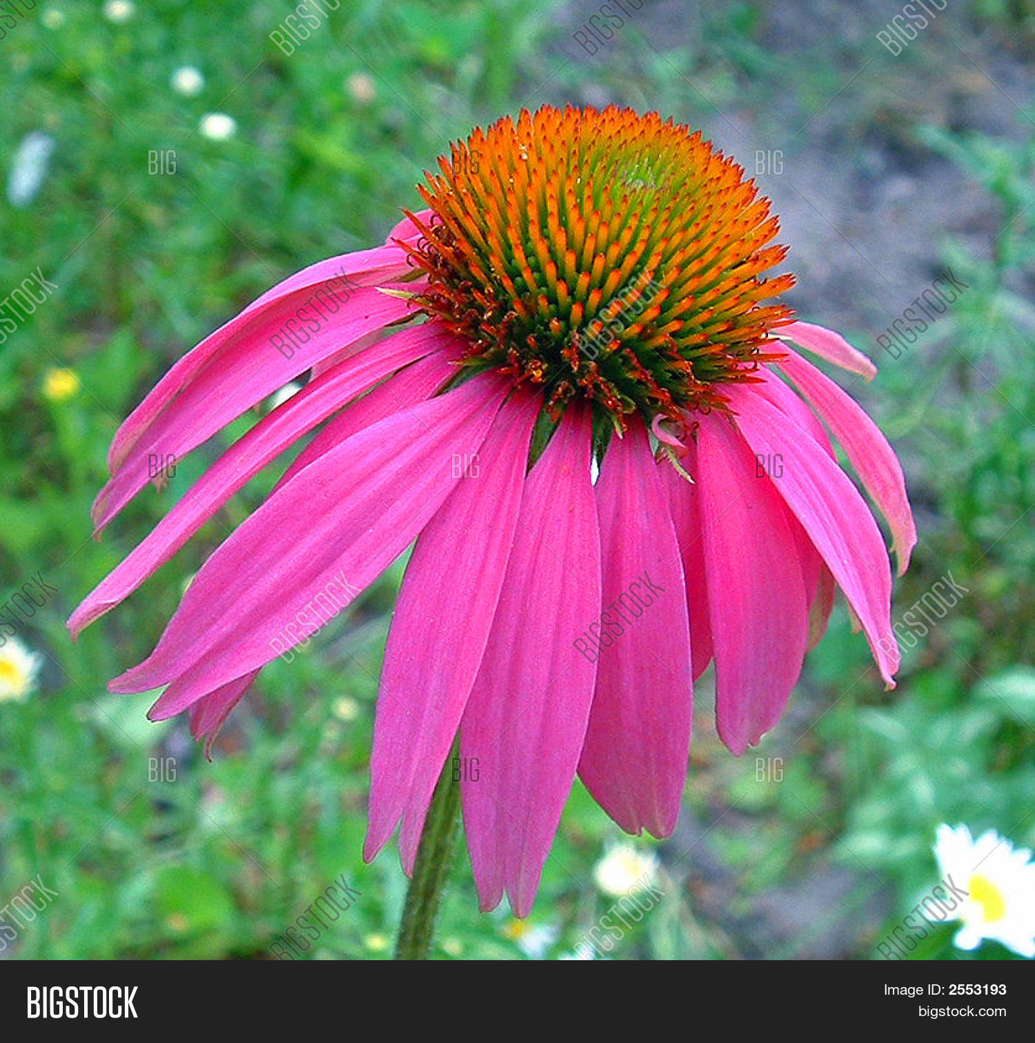 Image Preview