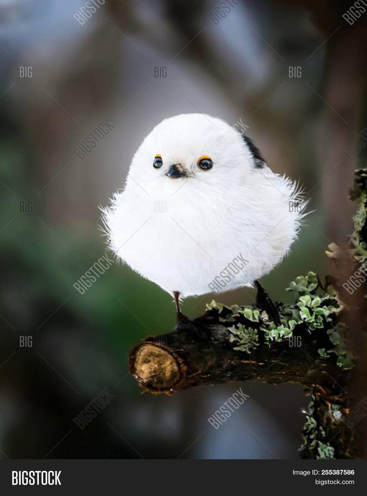 Little Adorable White Image & Photo (Free Trial) Bigstock