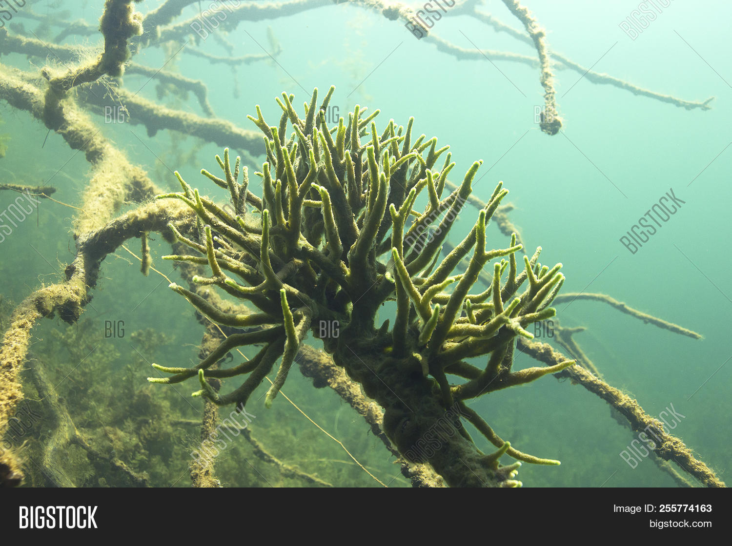 Freshwater Sponge ( Image & Photo (Free Trial) Bigstock