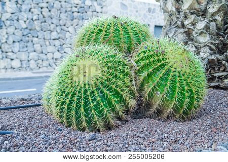Thenerife, Spain. Sunny Day And Cactuss At Garden. Travel Photo. 2015