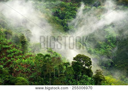 Foggy landscape in Buenavista, Quindio,  Colombia, South America