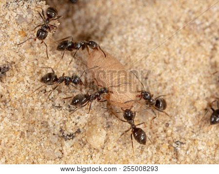 Ants And Formic Eggs In Nature. Macro