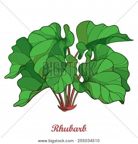 Vector Bush With Outline Rhubarb Or Rheum Vegetable In Green Isolated On White Background. Ornate Le