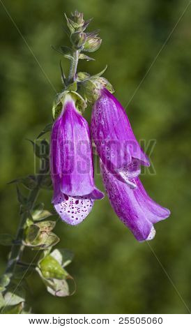 Foxglove