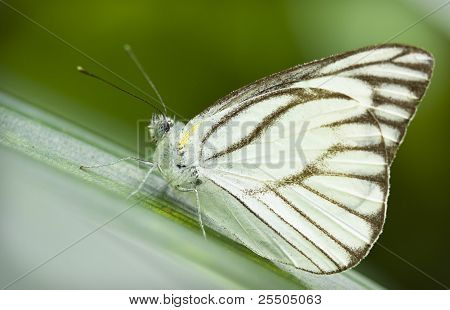 Schmetterling
